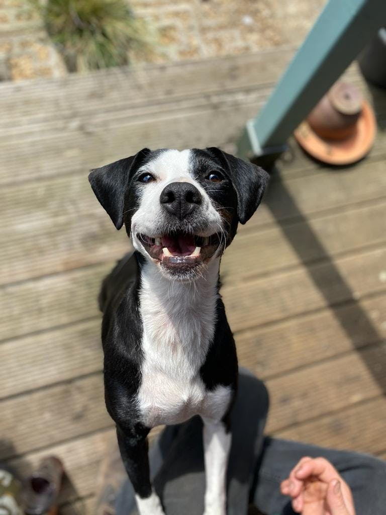Black and white dog grinning into the camera