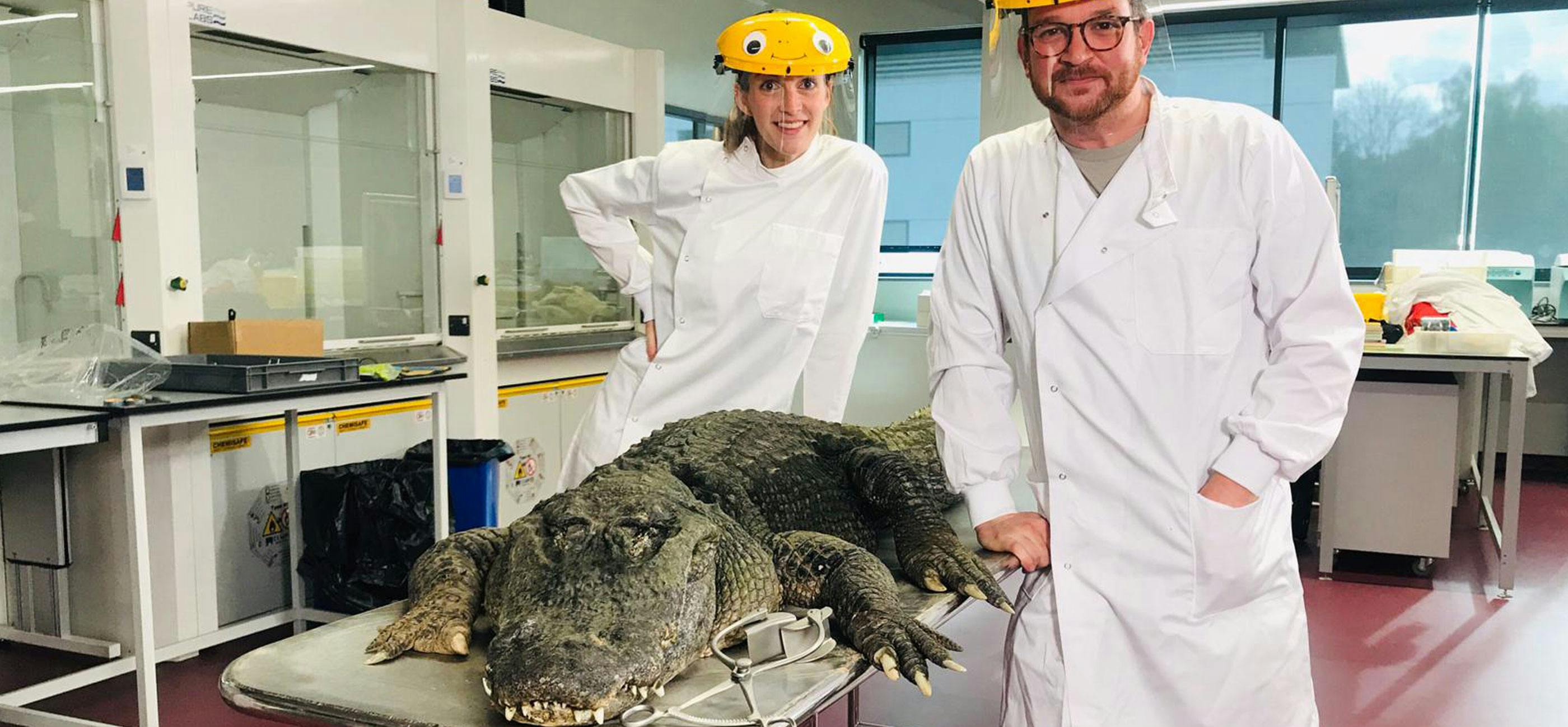 Dr Jess French and Prof Ben Garrod with alligator