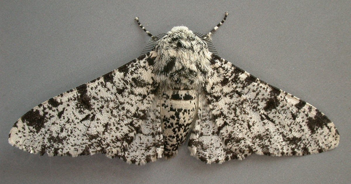 Image of a peppered moth with black and white patterned wings