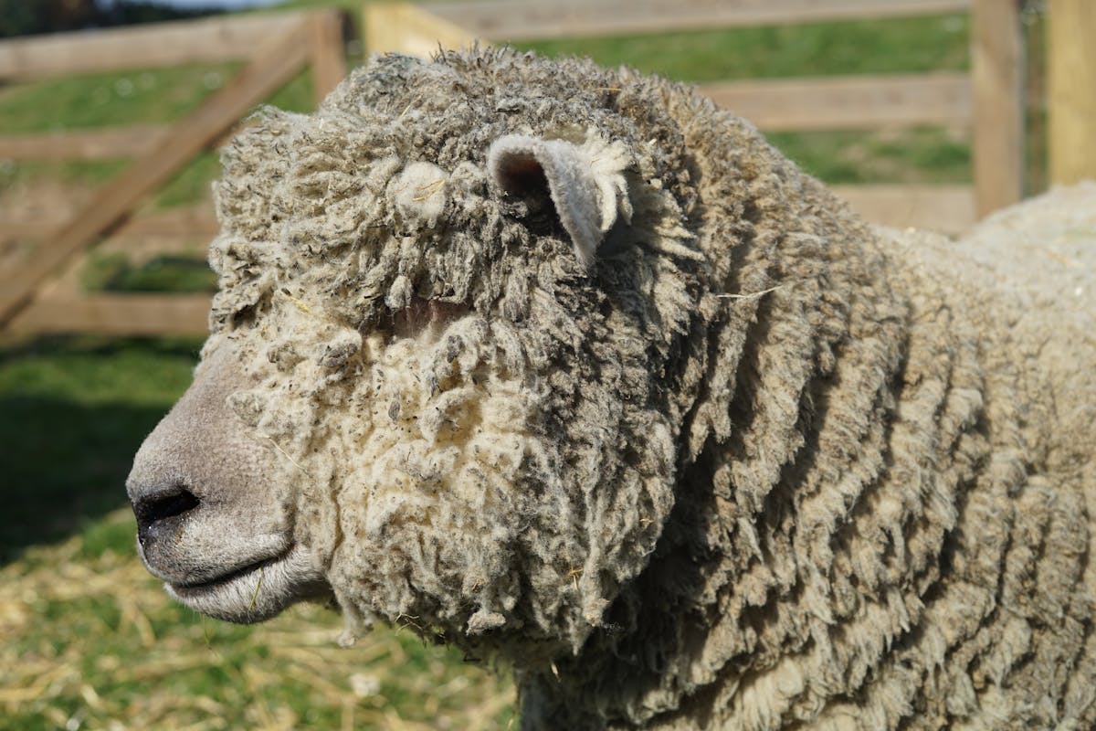 Rare Breed: Sheep