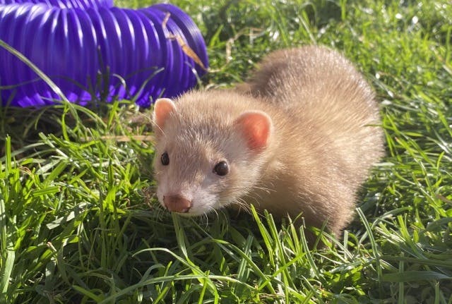 A ferret on the grass