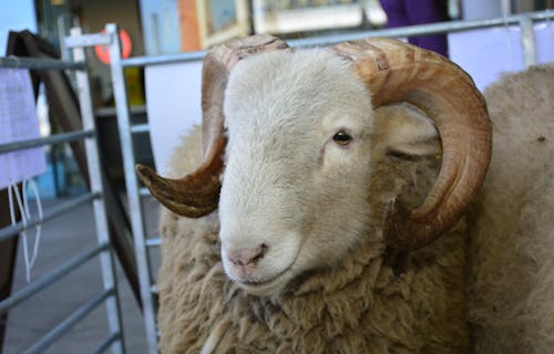 A sheep with curly horns and heavy fleece