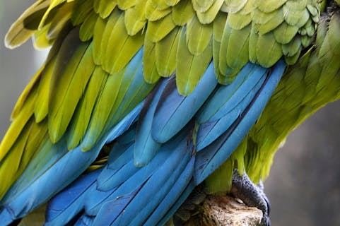 Close up photograph of a blue and green parrot's wing feathers