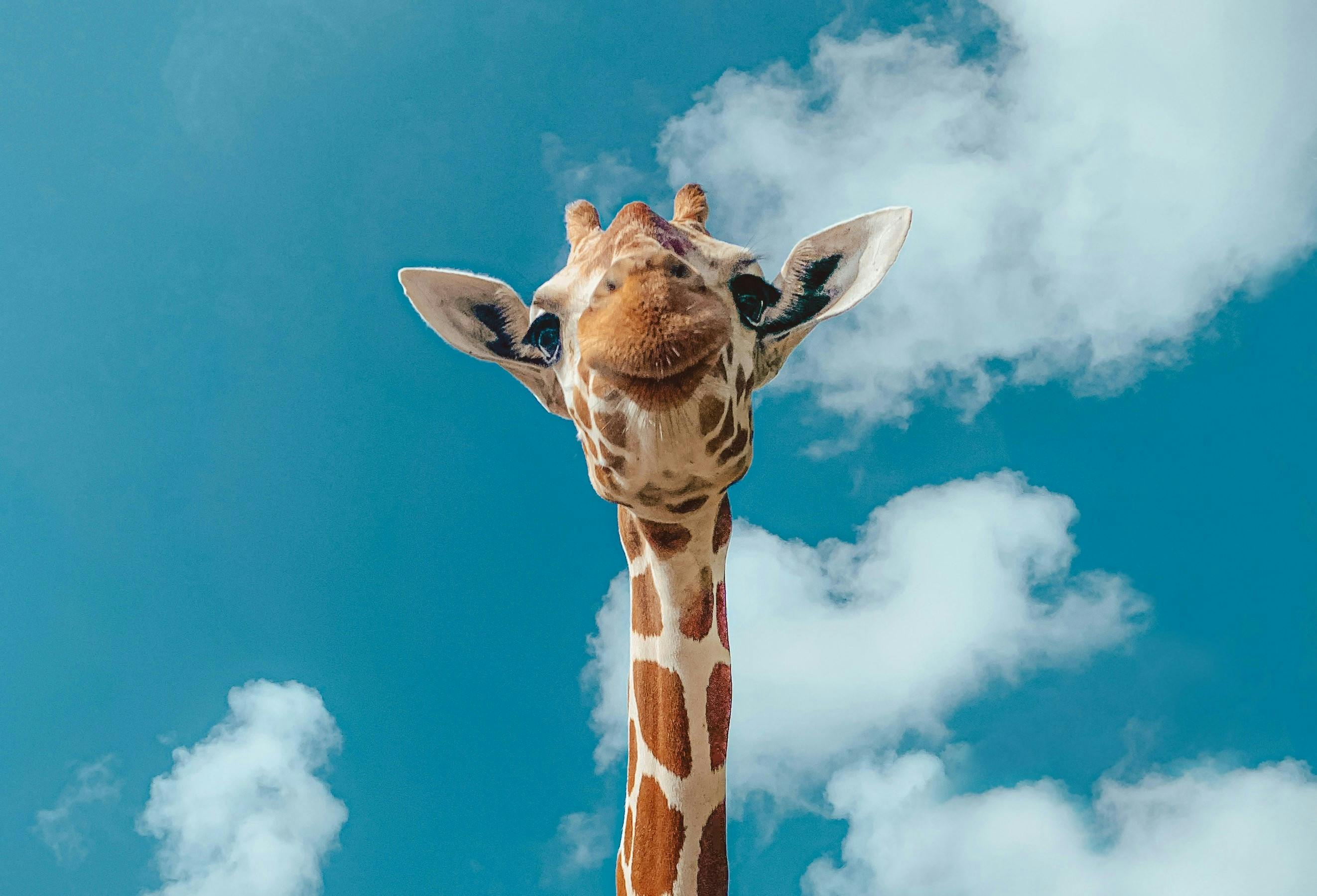 a giraffe's head against a blue sky with white clouds