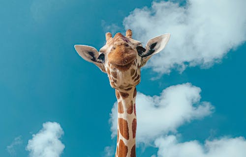 a giraffe's head against a blue sky with white clouds