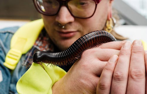 A person holding a large black millipede on their hand.
