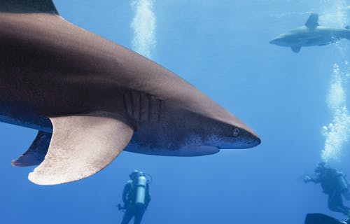 Scuba divers swim with sharks