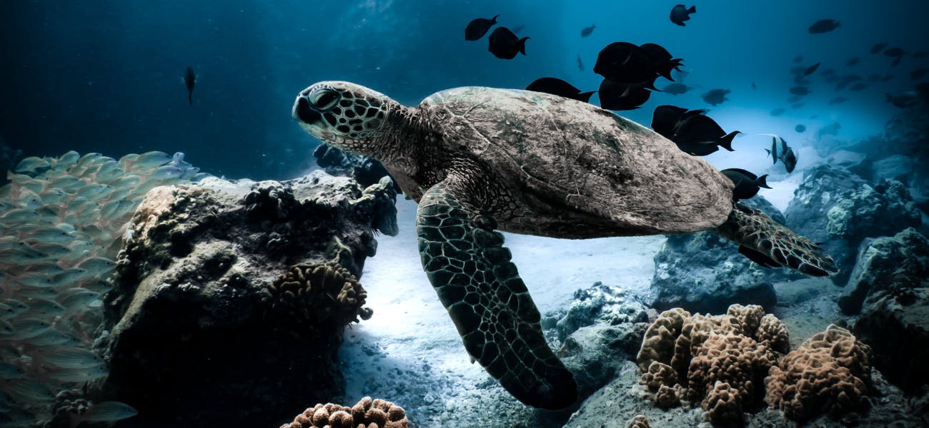 A turtle swims in a shallow sea, surrounded by coral and fish
