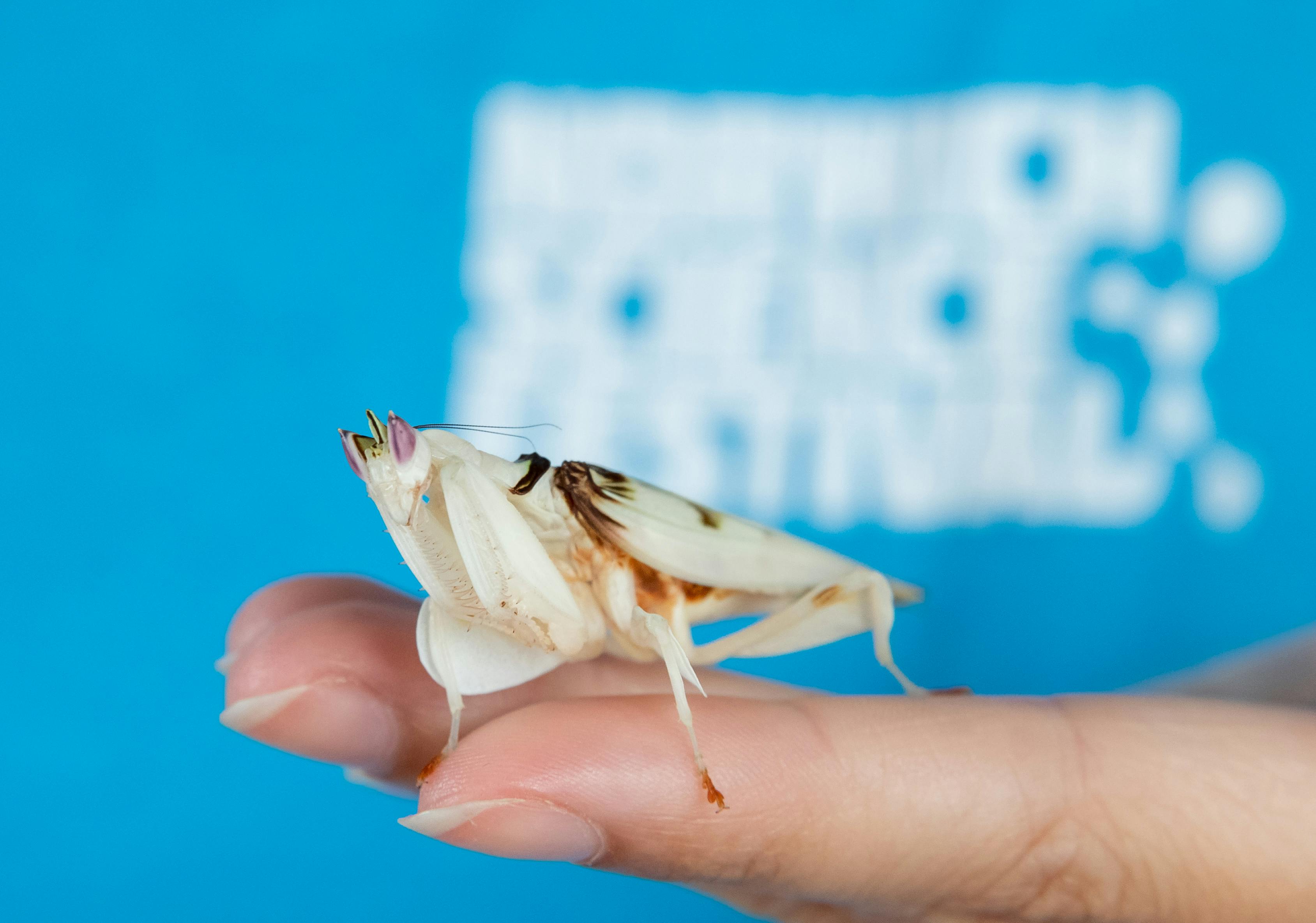 Bugs and Beasts from Norwich Science Festival