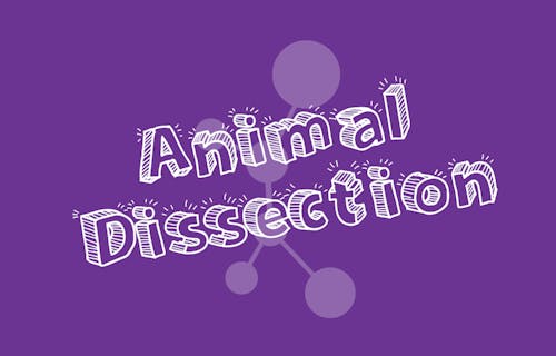 The words Animal Dissection in white on a purple background