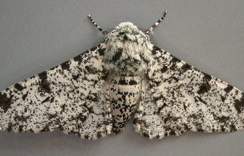 Image of a peppered moth with black and white patterned wings