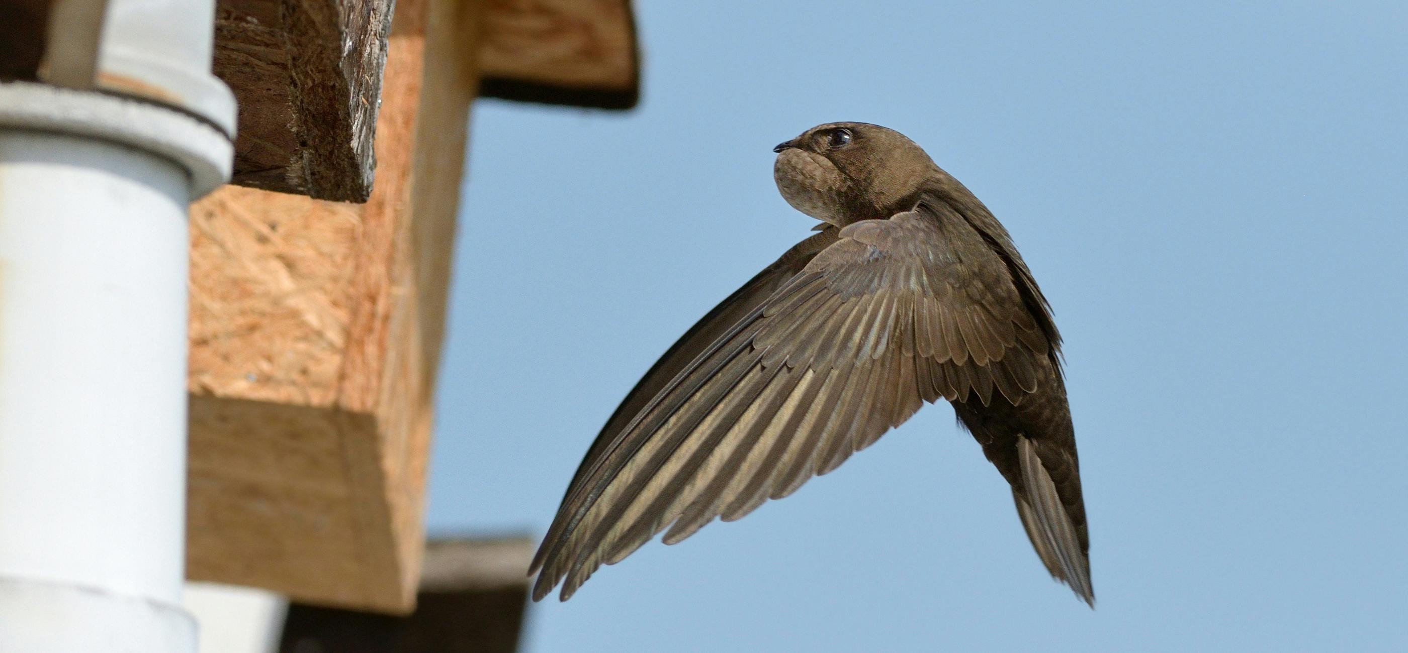 A flying swift.