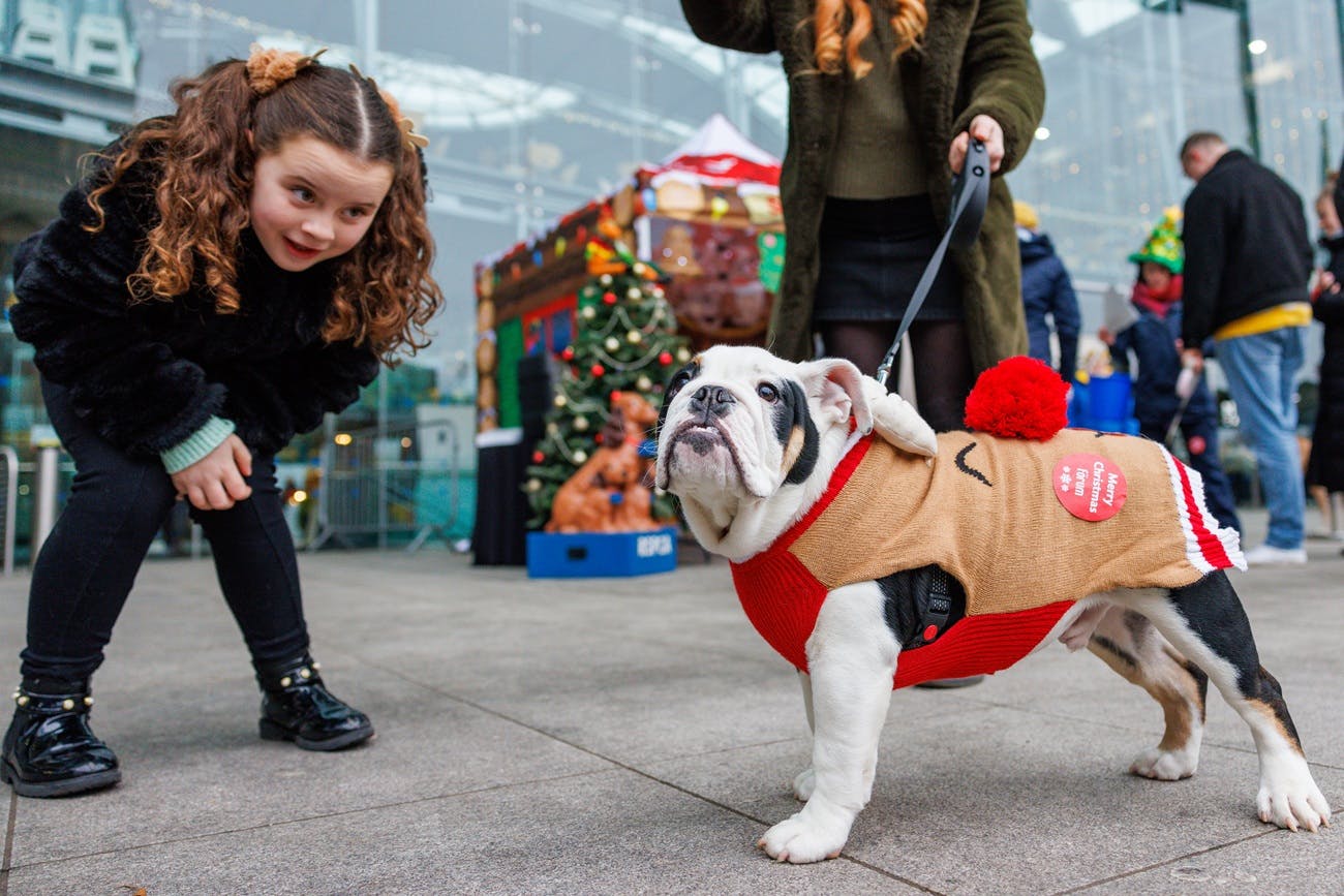 A girl smiles at a bulldog in a Christmas jumper