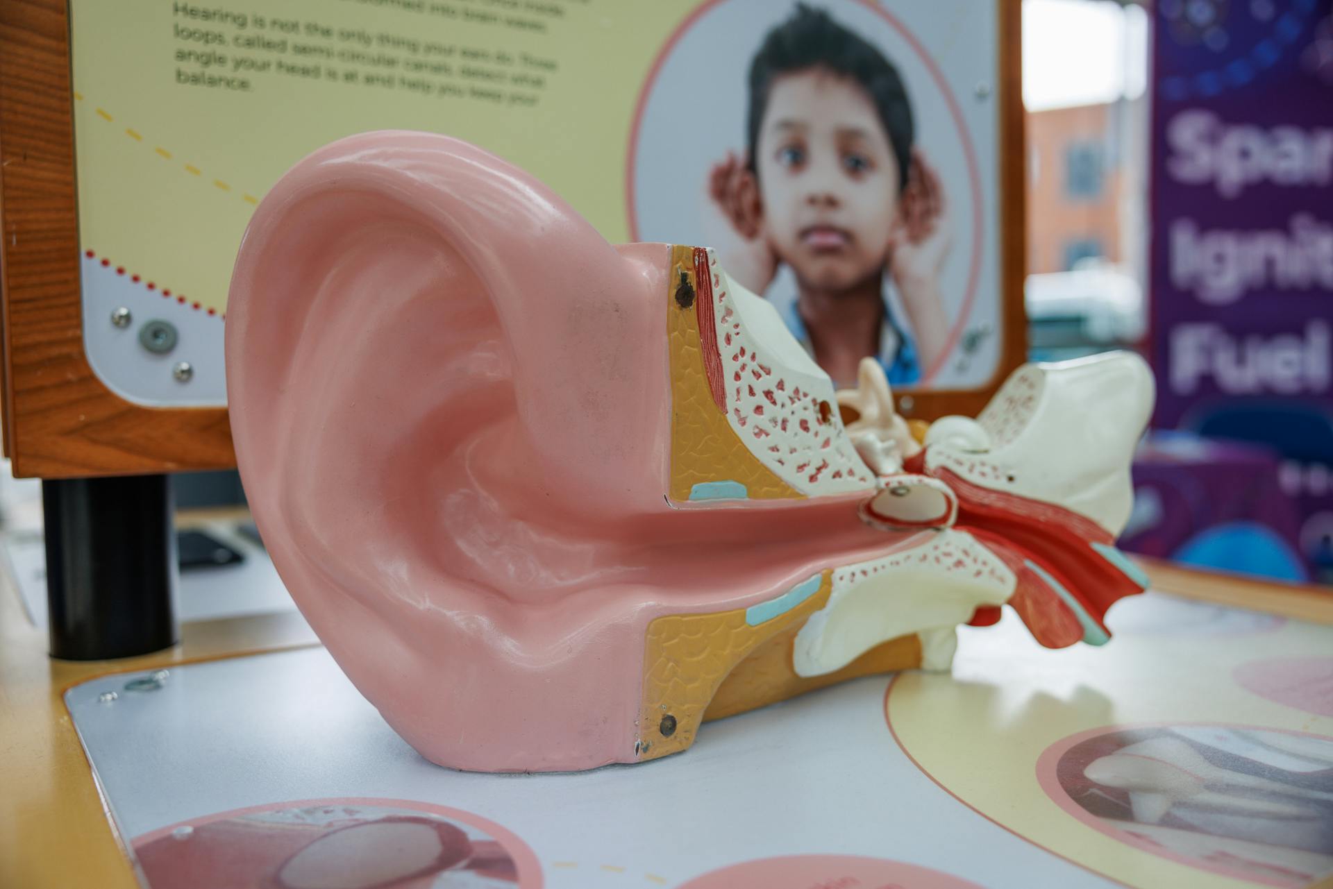 A model showing the inner working of the ear.