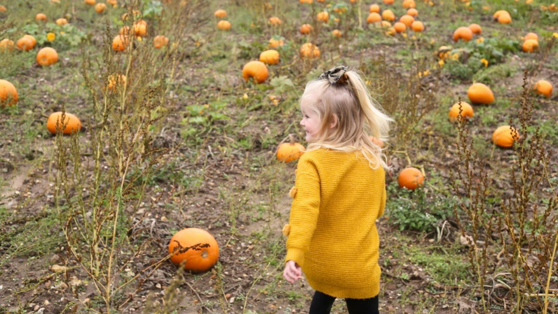 HalfTerm Highlights What's on in Norfolk this October Norwich