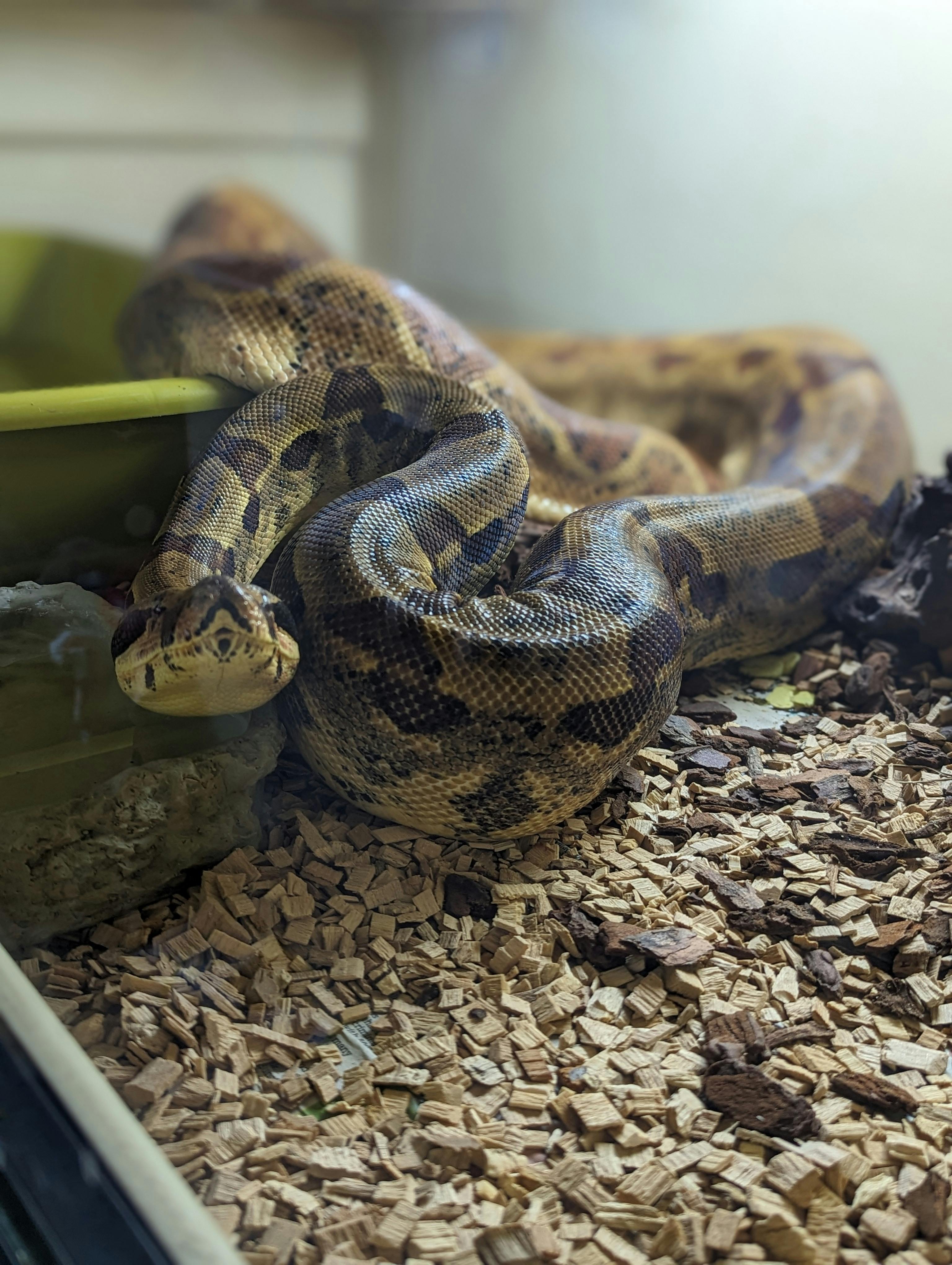 A snake in a vivarium