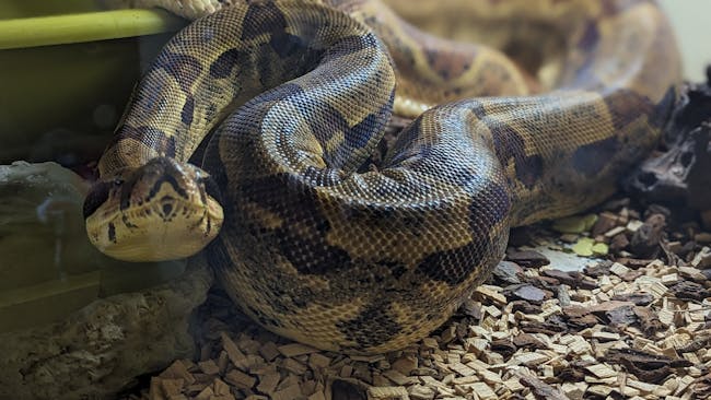 A snake in a vivarium