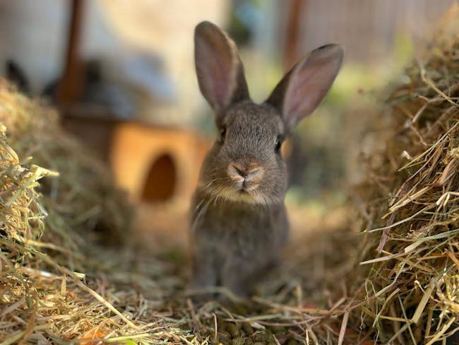 Brown bunny rabbit with comically big ears looking straight at the camera