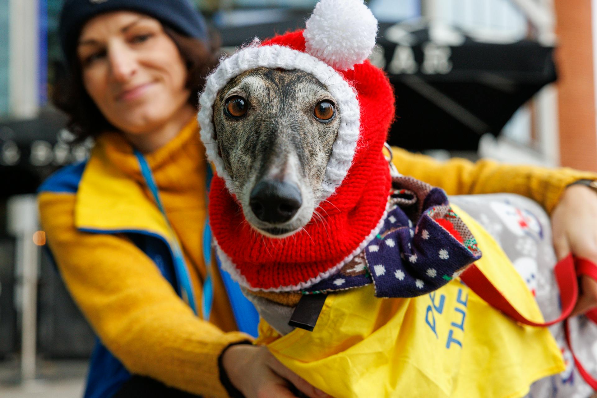 A whippet-type dog wearing a festive balaclava with a woman in RSPCA uniform