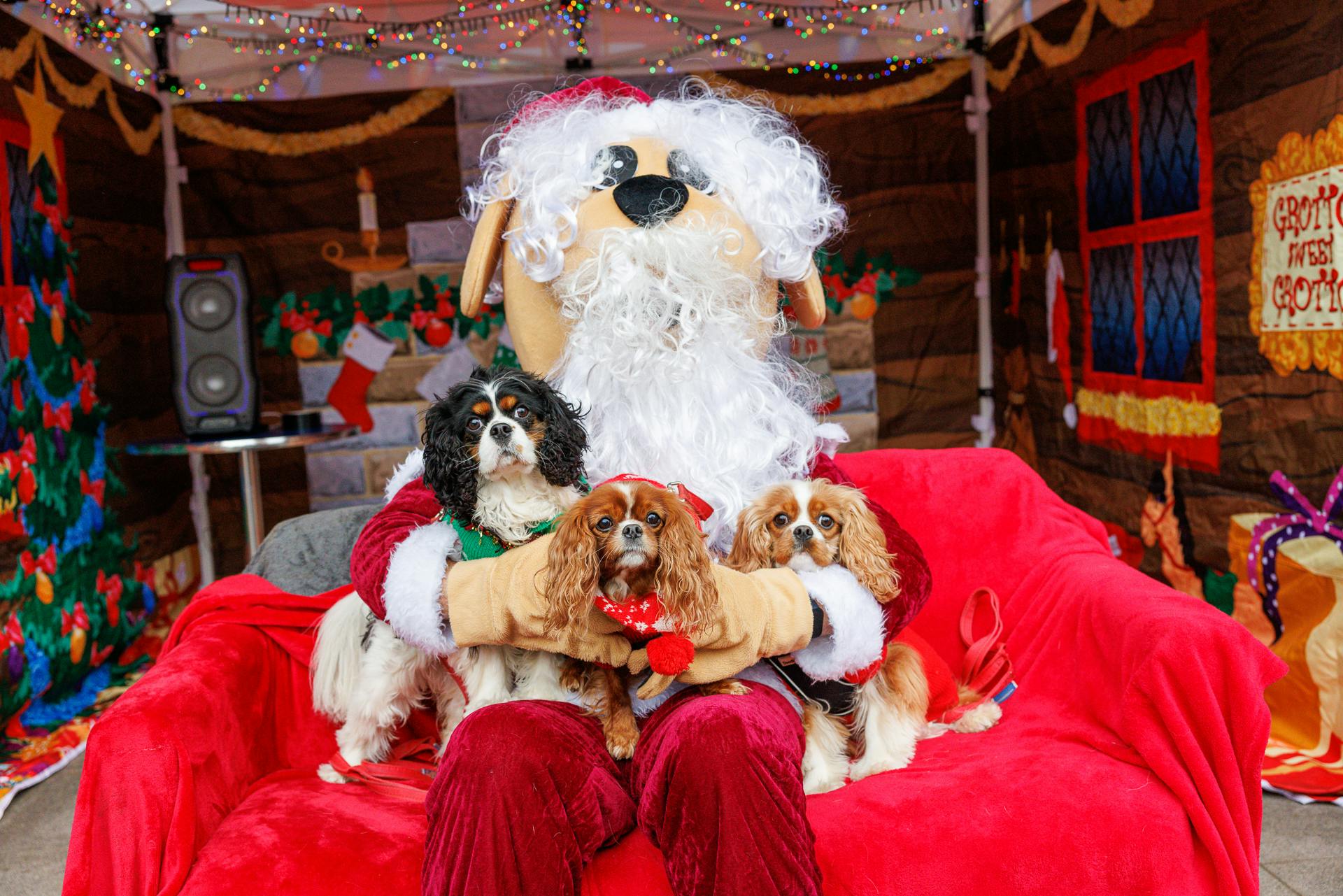 Doggy Woof Woof holding three spaniels